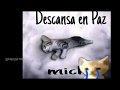 MIGUEL le dedica un hermoso mensaje al Pana Manuel (gatito que fue asesinado)