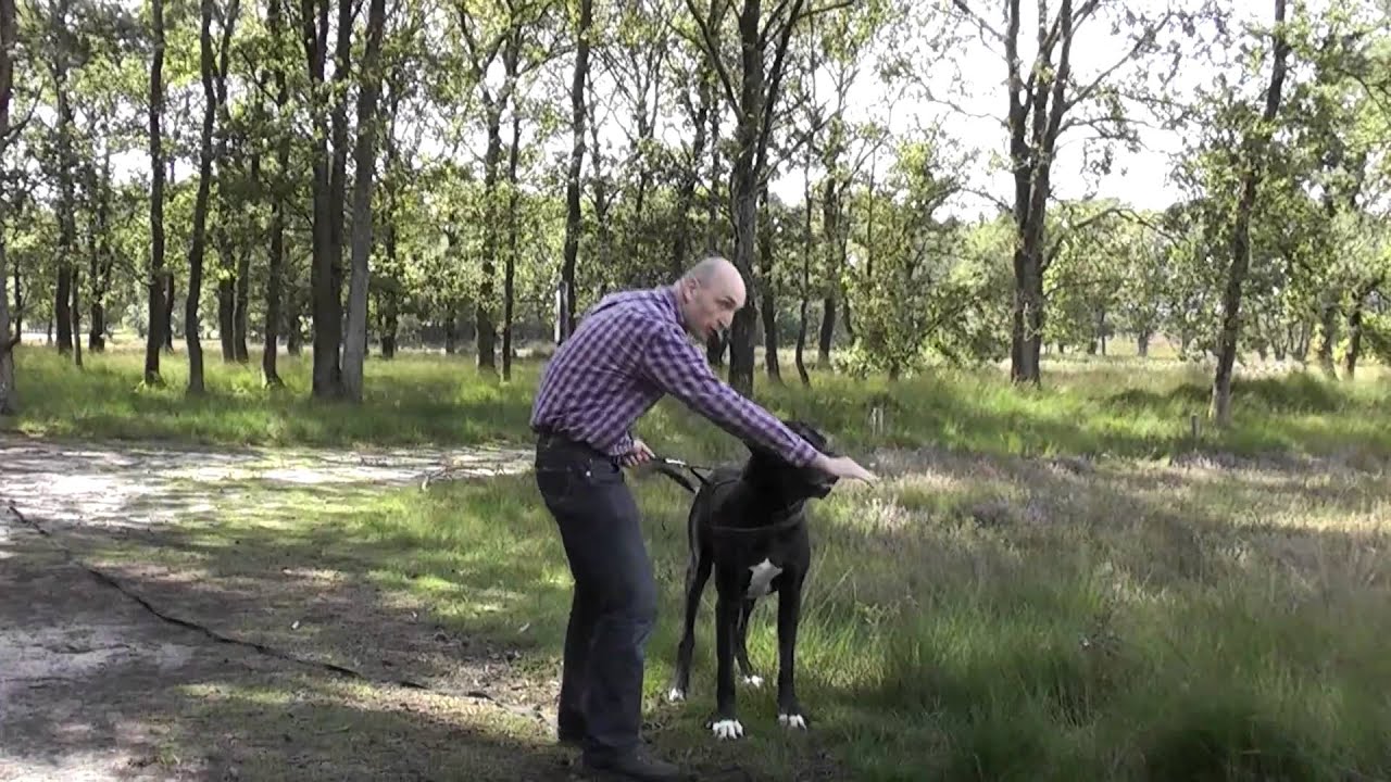 Praktijkspeuren Met Duitse Dog Moos Bij Speurhonden Training Center Www ...