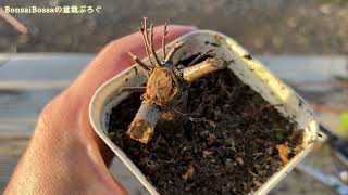 2021年実生4年目のケヤキ #盆栽 #bonsai