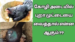 #கோழி அடையில் புறா முட்டையை வைத்தால் என்ன ஆகும்??#புறா #pigeon #birds #pigeons