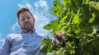 Napa Valley winemakers optimistic despite ongoing wildfire risk