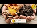 পাতা পচা 🍂 সার বাড়িতে করুন বিনা পয়সায় ।। leaf mold compost ।। জৈব সার তৈরীর পদ্ধতি ।।