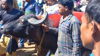 পানু সিং আসর লেগছে কাড়াটা || কুদাগাড়া কাড়া লড়াই || Kudagara kara larai || Purulia kadalora