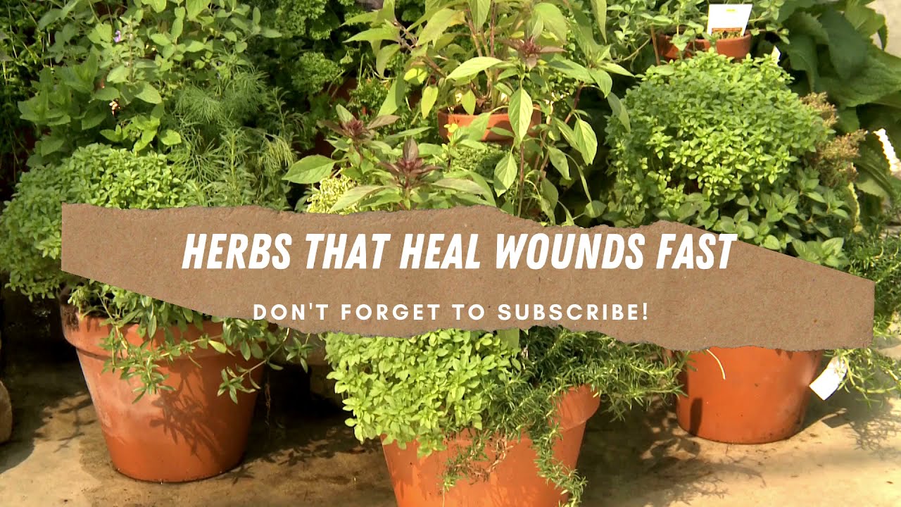 Herbs That Heal Wounds Fast - YouTube