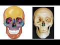 anatomy u0026 physiology help study session 63 skull foramina madness 50 holes in your head