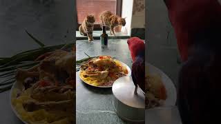 #shorts #hungry #food #cute Dad has lunch, parrots and cats in the hope that they will get it too.