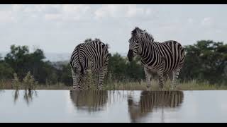 ZEBRAS DRINKING WATER TOGETHER 4K