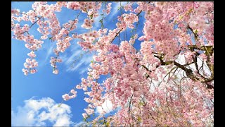 NO70    喜多方・日中線しだれ桜並木(満開)