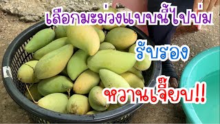 บ่มมะม่วง🥭การเลือกมะม่วงแก่จัดไปบ่ม จะทำให้ได้มะม่วงสุกที่หวานอร่อย👍 | เกษตรยามว่าง by ป้าเทียน