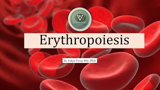 Erythropoiesis Explained: Definition, Stages & Sites of Red Blood Cell Production | Physiology