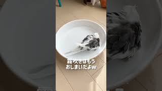 【オカメインコ】久々の水浴びを楽しむコナンくん #shorts