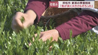 8月の全国茶品評会での上位進出を狙い新茶の初摘み　浜松市西区