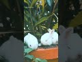 name these bunnies😀❤️❤️ bunny rabbits bunnies animallover