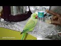 pattu the parrot