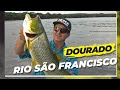 Dourado Capturado no Rio São Francisco em Três Marias Pescador Lester Scalon