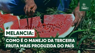 Goiás se torna referência na produção de melancia no Brasil - Programa #67 - Agro Em Foco