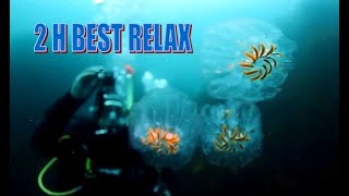 Relaxing with Underwater Scenes .. We Love Pet Fish!, Aquarium Relax