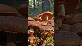 The Secrets of the Giant Fungus: Armillaria ostoyae