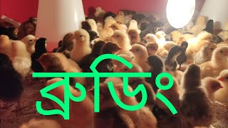 ব্রুডিং পদ্ধতি | brooding | ব্রুডিং করার নিয়ম