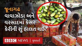 Junagadh Kesar Mango : વંથલીની પ્રખ્યાત કેસર કેરી બરબાદ કેમ થઈ? ખેડૂતો શું કહે છે? Weathr News