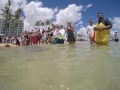 hawaii green sea turtle celebration and release