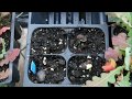 how to sow hyacinth bean vine seeds, how to start hyacinth bean vine from seed in a greenhouse