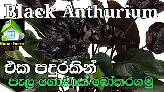 How to propagate black anthurium plants | කලු ඇන්තුරියම් පැල බෝකරගන්නේ කෙසේද