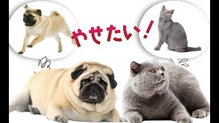 【犬・猫の肥満にお困りの飼い主様　必見】犬・猫 ダイエット サプリ(Dr,ストップりんごちゃん)無添加・肥満・体重管理・脂肪・サプリメント