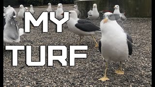 🐦 Feeding enormous Lesser black backed gulls