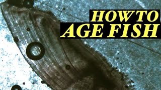 HOW TO AGE FISH - The Best Method