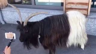 Goats in Grindelwald, Switzerland