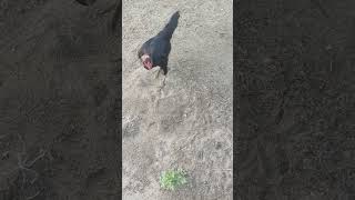 தேலா? புராணம்?#funny_chicken #kozhi_koothugal #shortsfeed #funny