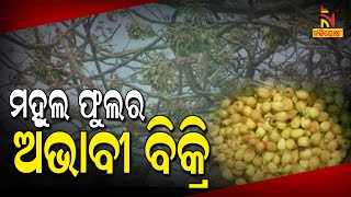 Decreasing Sale of Mahula Flowers Raising Concern For Tribal Women In Kandhamal District