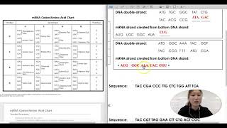 How to Read a Codon Chart Using Practice Problems