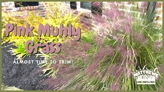 pink Muhly Grass: Almost Time To Trim