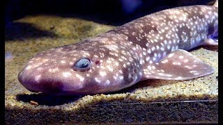 イズハナトラザメ　Izu catshark　　Scyliorhinus tokubee