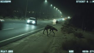SHOCKING: Real Cryptids Caught on Camera In 2025