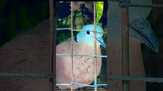 🐦😱 লাল রাজ ঘুঘু শিকারি বিক্রয় হবে #bird #bird_likes #trending #ঘুঘু #new #ঘুঘু_পাখি #viralvideo