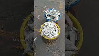 💥 காசிமேடு மீன் சந்தை🔥#shorts #kasimedu #fish #seafoods #fishmarket