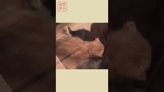 起きて速攻でミルクを飲みに行く長毛茶トラの子猫が可愛い。庭猫37#shorts Cute kittens. 保護猫 自律神経を整える癒しの猫動画