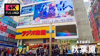 【4K】外国人観光客がたくさん！休日の秋葉原を散歩 (Apr. 2023) | Take a walk in Akihabara on a holiday with lots of tourists.