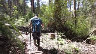 Ada tree, Walk Into History (Victoria, Aus)