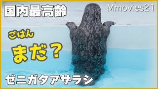 最高齢の盲目アザラシが感覚を頼りにメインプールデビュー〜円山動物園のゼニガタアザラシ「ジージー」Japan's oldest harbor seal