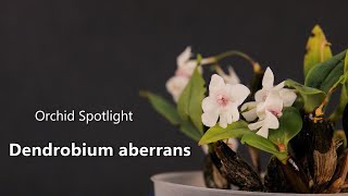 Dendrobium aberrans // Orchid Spotlight