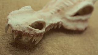 Tutorial Props: Dragon Skull