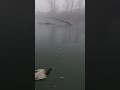 duck hunting from a canoe in the fog