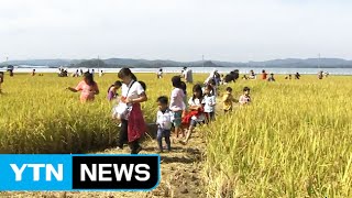 황금 들녘에 허수아비...세종시 논두렁 꽃마당 / YTN