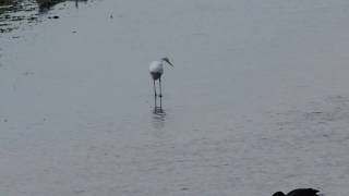 ダイサギが飛ぶ