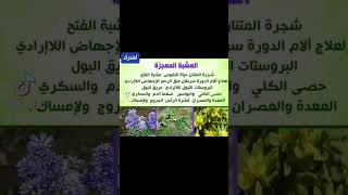 عشبة المثنان🌾🌿العشبة المعجزة