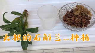 兰花-完全没有根的石斛兰的种植方法Planting the no roots Dendrobium orchids